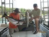 (07/21/2014) - Nice Striped Bass